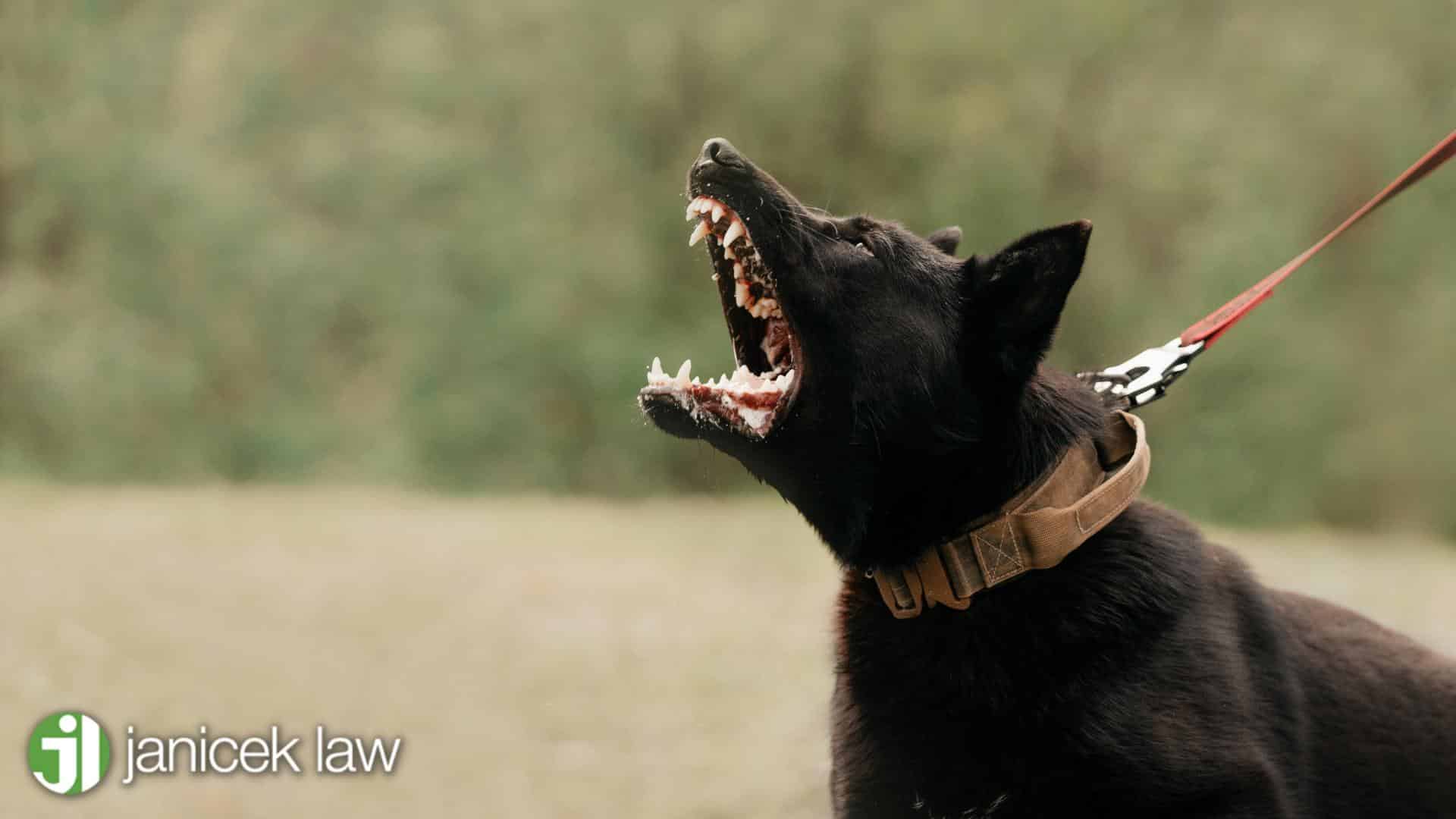 Does TX Follow the One Bite Rule? Janicek Law
