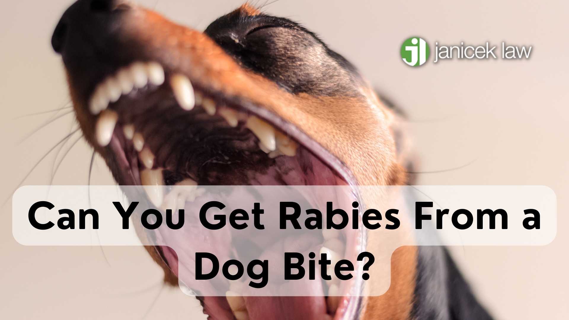 Can You Get Rabies from a Dog Bite