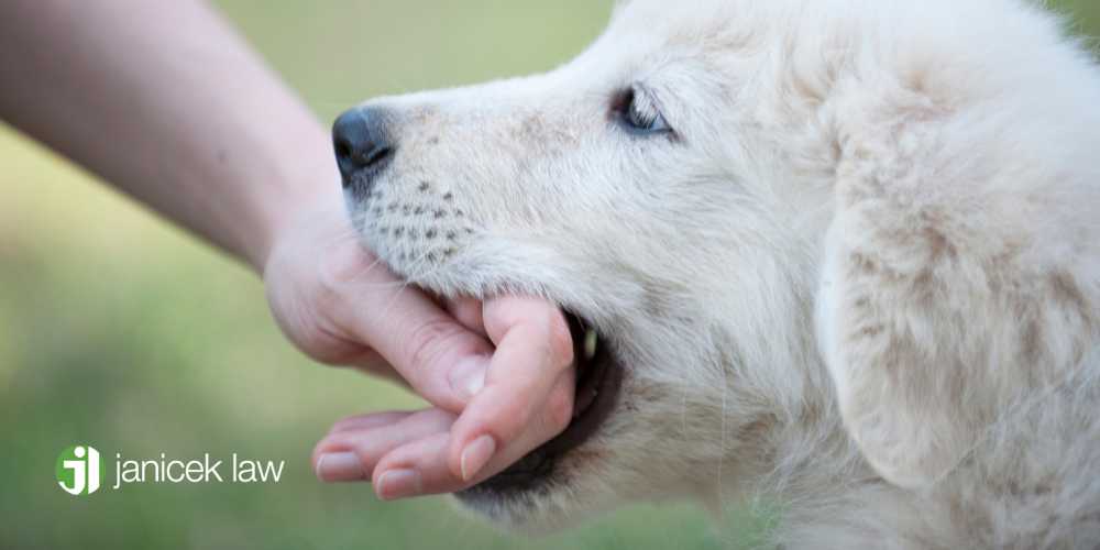 seguridad para perros texas